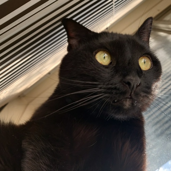 Meet your Posher, Peter - Picture 1 of 1